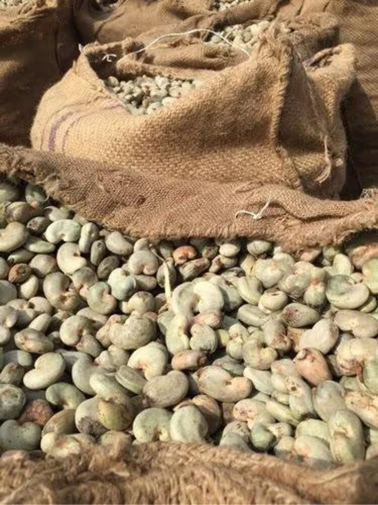 Raw cashew nuts in sacks, ready for grading