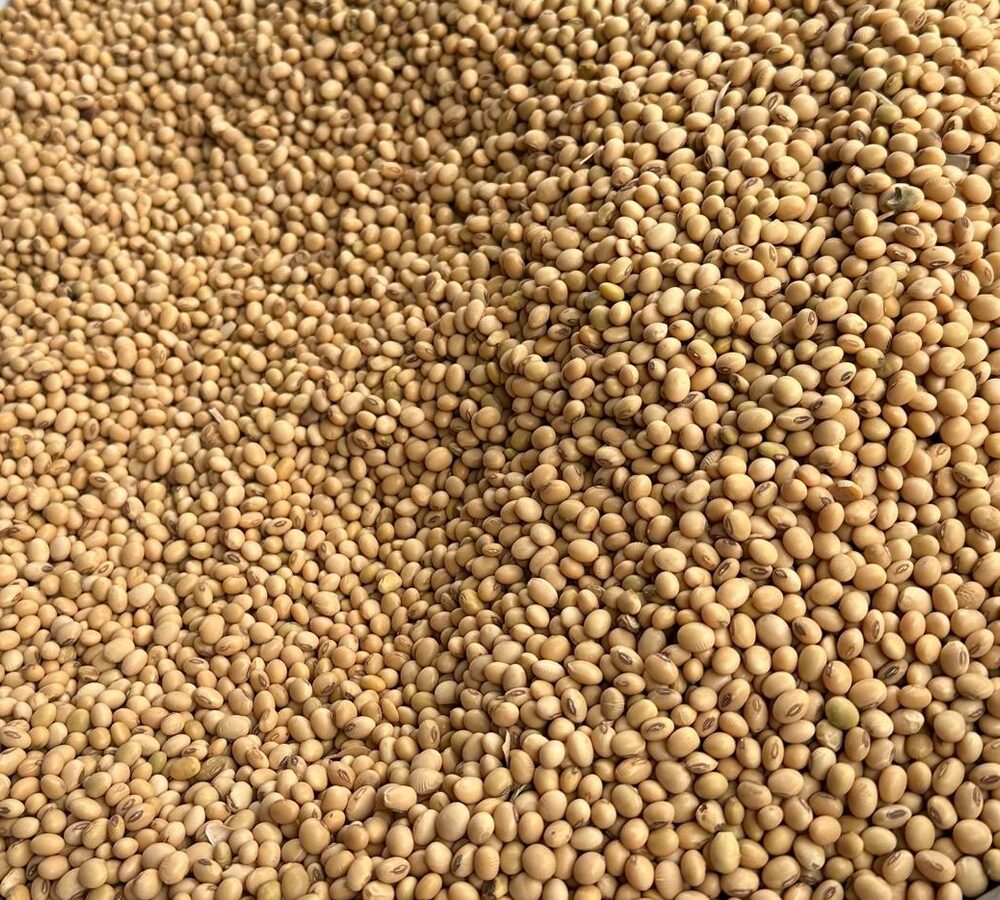 Harvested soybeans, close up